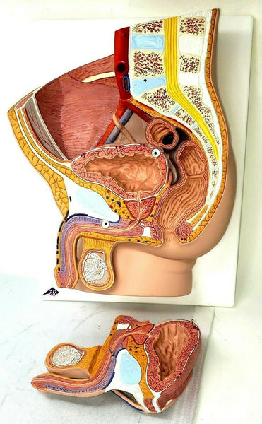 Anatomical Male Pelvis Model 1000282 - Median Section | 3B Scientific - 2 Parts